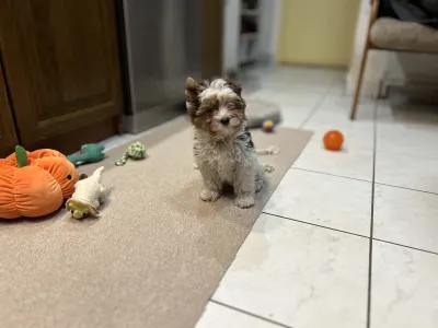 Бивер-йоркширский терьер - Quartz