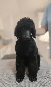 Poodle Standard - Tony 