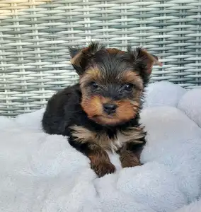 Yorkshire Terrier - Spencer