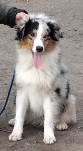 Australian Shepherd - Dailos Not Cheap