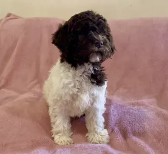 Lagotto Romagnolo - Ghita
