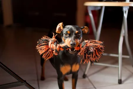 Kavapoo - Pinsch-bull Kennel