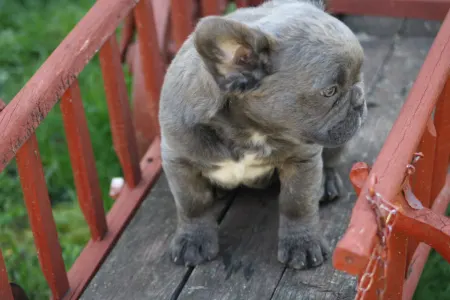 Francia bulldog - Ultor