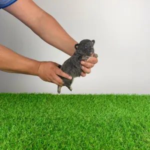 Чихуахуа - Opera