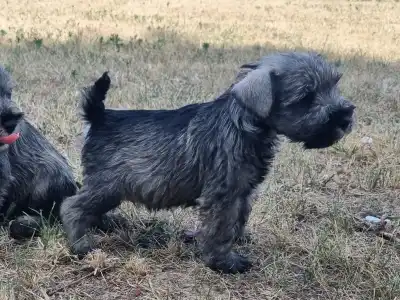 Schnauzer nano - J Male2