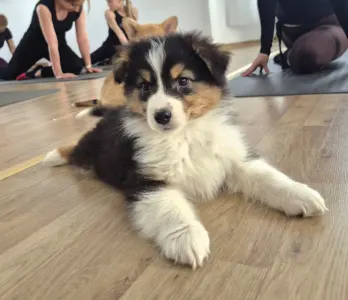 Australian Shepherd - Lujza