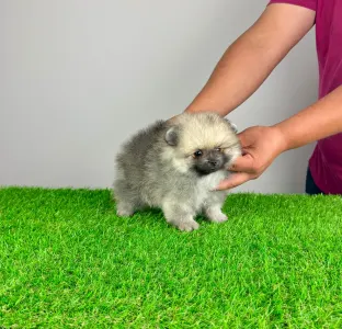 Pomeranian - Chippy