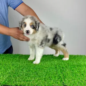 Australian Shepherd - Vondo