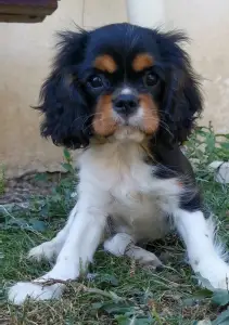 Cavalier King Charles spániel - Jadie