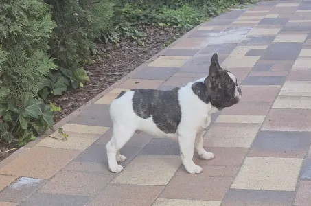 French Bulldog - Kevin