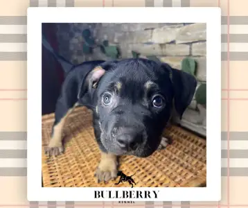 Amerikai Bully - Standard - Silvanberry