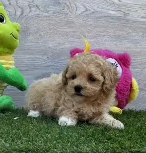 Maltipoo - Pixi