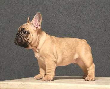 Französische Bulldogge - Elmo
