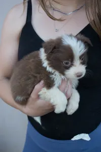 Border Collie - Narancs Nyakörv /barna Kan