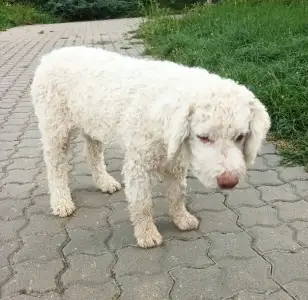 Wasserhund der Romagna - Adele