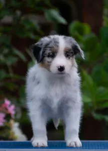Australian Shepherd - Winstead Lunar Mumble