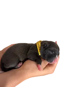 Amerikai Bully - XL - Sena