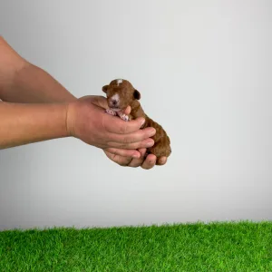 Poodle Miniature - Luca