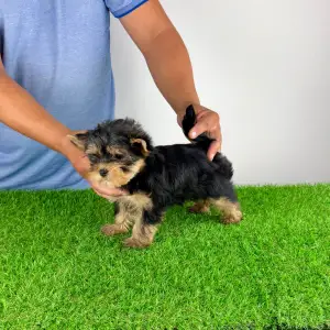 Yorkshire Terrier - Amina