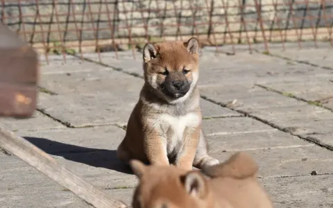 Shiba - Bravados Chiyuki