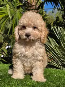 Cavapoo - Solo