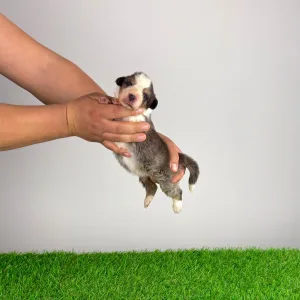 Australian Shepherd - Dorabella 