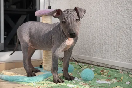 Amerykański nagi terier - Shiny Dog Fabius 