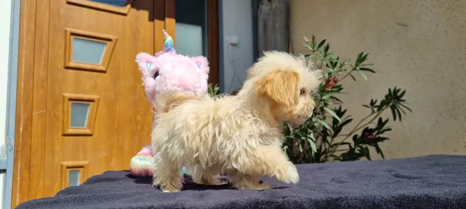 Maltipoo - Hope