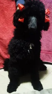 Poodle Standard - Clever Beauty