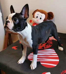 Boston Terrier - Wide Wings Becky