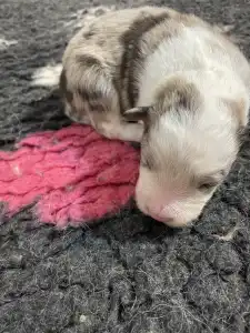 Border Collie - Monaco