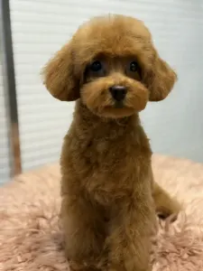 Zwergpudel - Felicitas ( Toy )