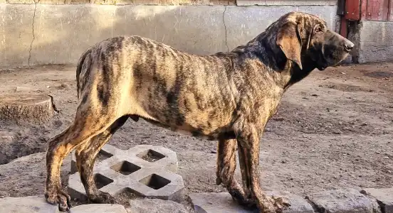 Brazil masztiff - Hektor De Oro Puro