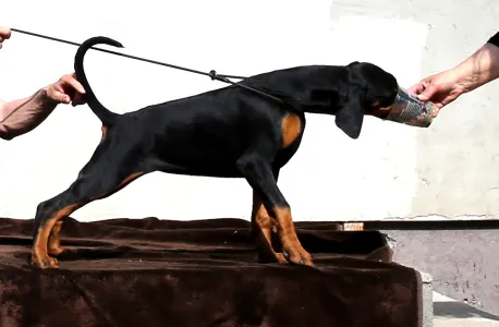 Dobermann - Csipőke