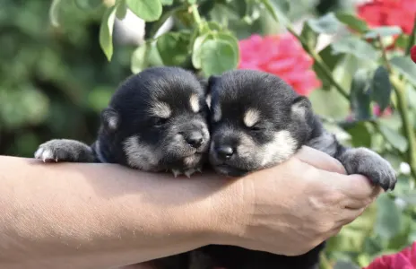 Shiba - Bravados Jimonjiro