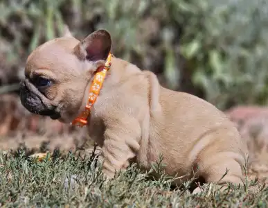 French Bulldog - Udo