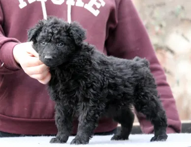 Mudi - Pörgelóci Spuri