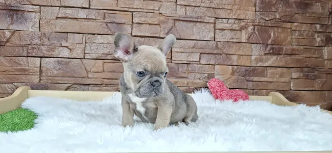 French Bulldog - Vera