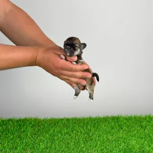 Чихуахуа - Emma