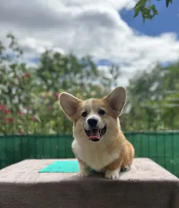 Welsh Corgi Pembroke - Astor Victory Crown Of Your Brilliand Diamond