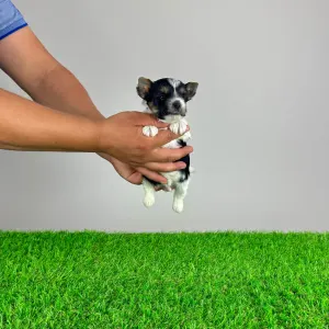 Yorkshire Terrier - Elroy
