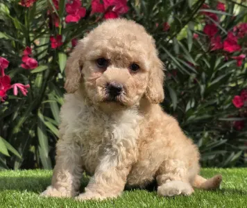 Cavapoo - Jenny
