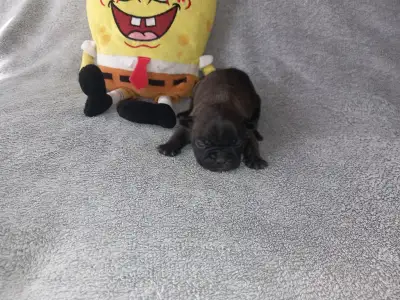 Francia bulldog - Miora Frenchie Ramses