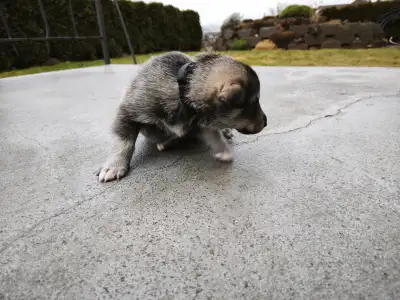 West Siberian Laika - Aki