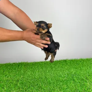 Yorkshire Terrier - Yogo