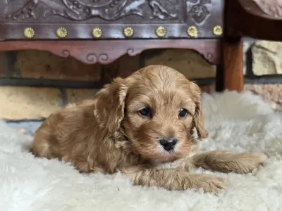 Cavapoo - Silk