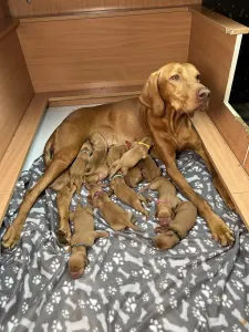 Hungarian Short-haired Vizsla - Becses Vadász 