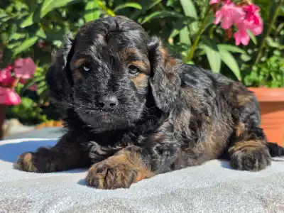 Cavapoo - Anakin
