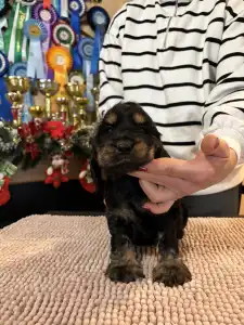 Englischer Cocker Spaniel - Gracy