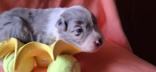 Border Collie - Fausztina